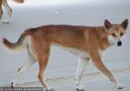 Fraser Island Dingoes
