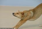 Fraser Island Dingoes