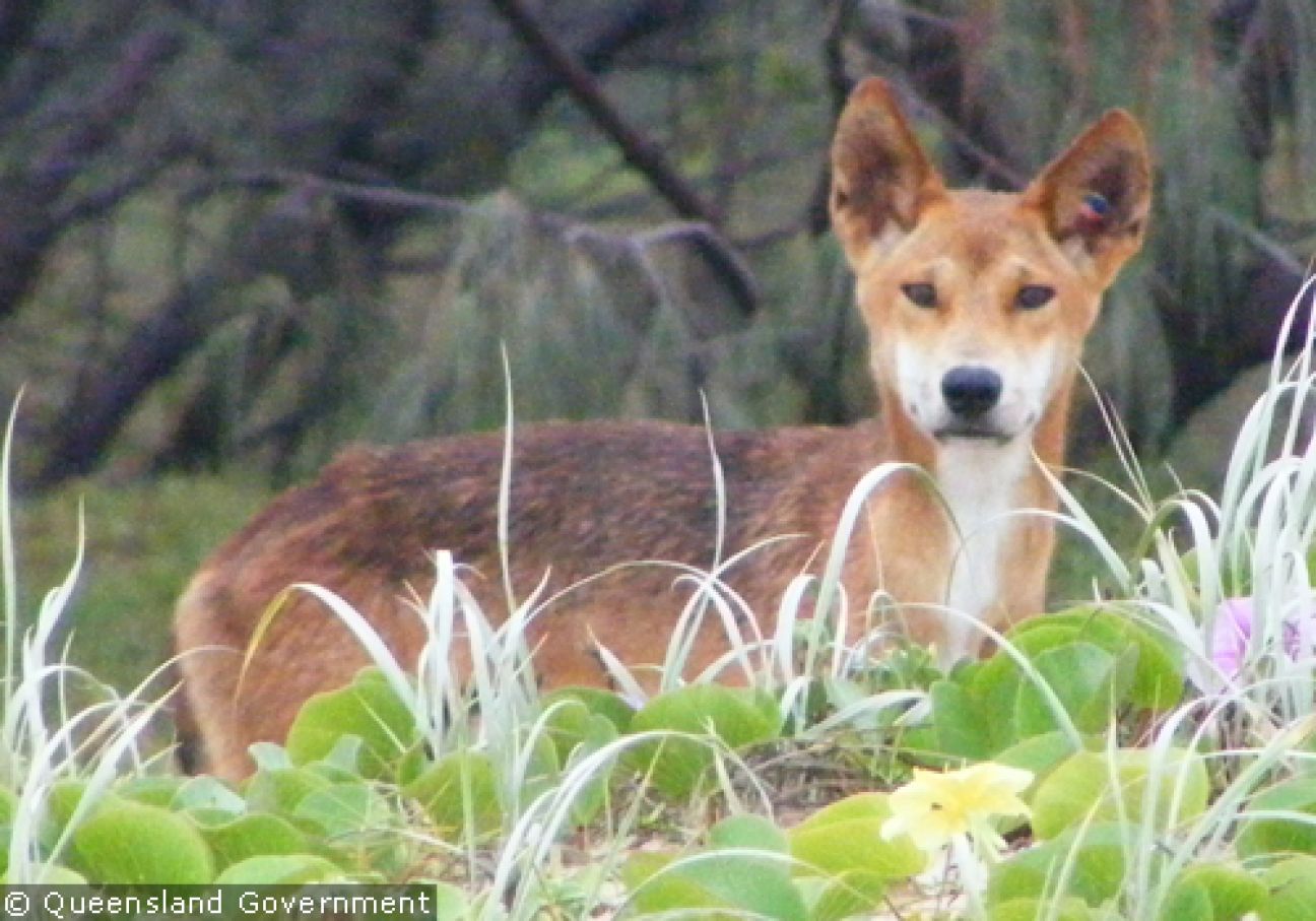 Fraser Island Dingoes