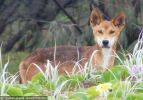 Fraser Island Dingoes