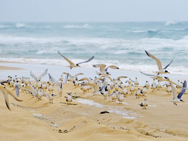 Watch the crested terns and other seabirds on the beaches.