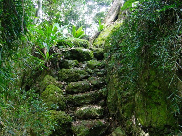 Climb the stairs to the rock wall near the Orchid Bower lookout.