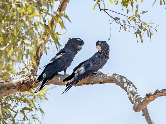 Red-tailed black-cockatoos at Gum Hole camping area.
