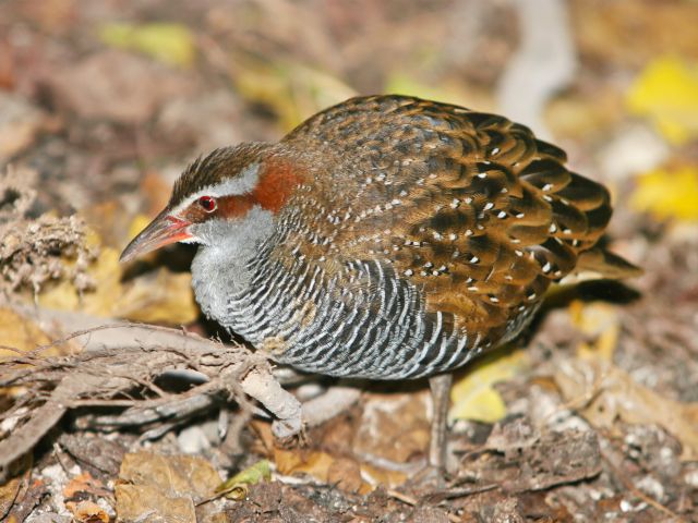 Look for buff-banded rails scurrying around the camping area.