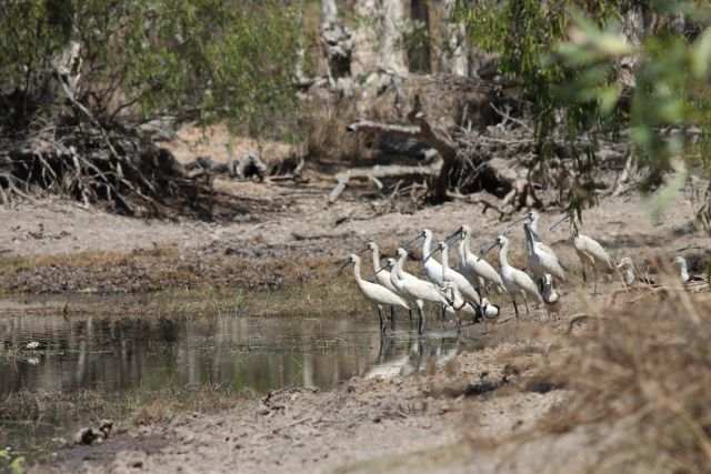 Spoonbills and radjah shelducks at a drying lagoon.