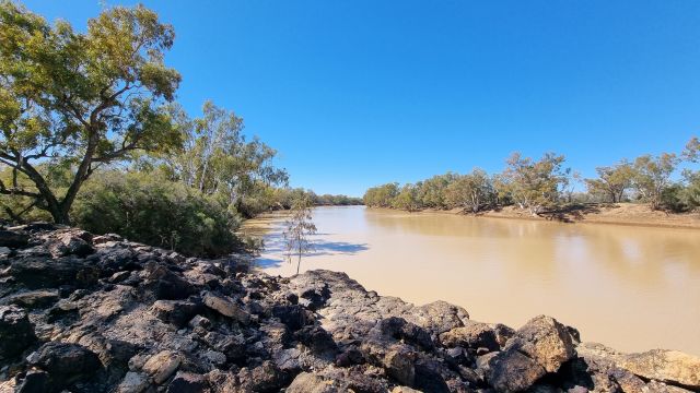 Image of the Stately River Redgums on the Barcoo River.