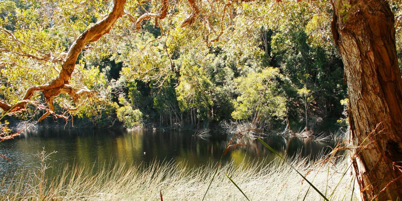 A golden-green lake surrounded by lush rainforest and grassy foliage. 