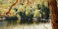 A golden-green lake surrounded by lush rainforest and grassy foliage. 