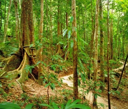 Rainforest trail