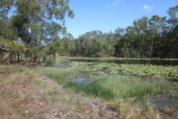Many permanent lagoons provide excellent opportunities for seeing waterbirds. 