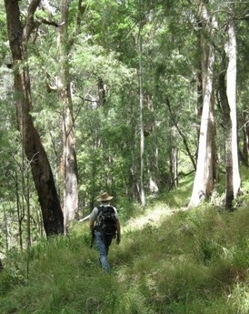 It is recommended that walkers familiarise themselves with the area before attempting a remote area walk in Mount Barney National Park. 