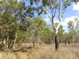 A woodland in the dry season