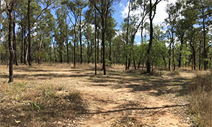 Camp beside Starkvale Creek at Robinson Gorge section, Expedition National Park.