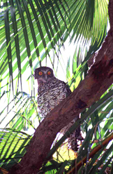 Image of powerful owl in fan palm adjacent to Carnarvon Creek.