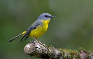Eastern yellow robin. 
