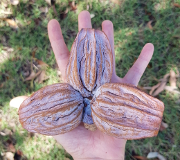 The huge gum nuts of Eucalyptus chartaboma can be seen at the base of the 'half bark' trees.