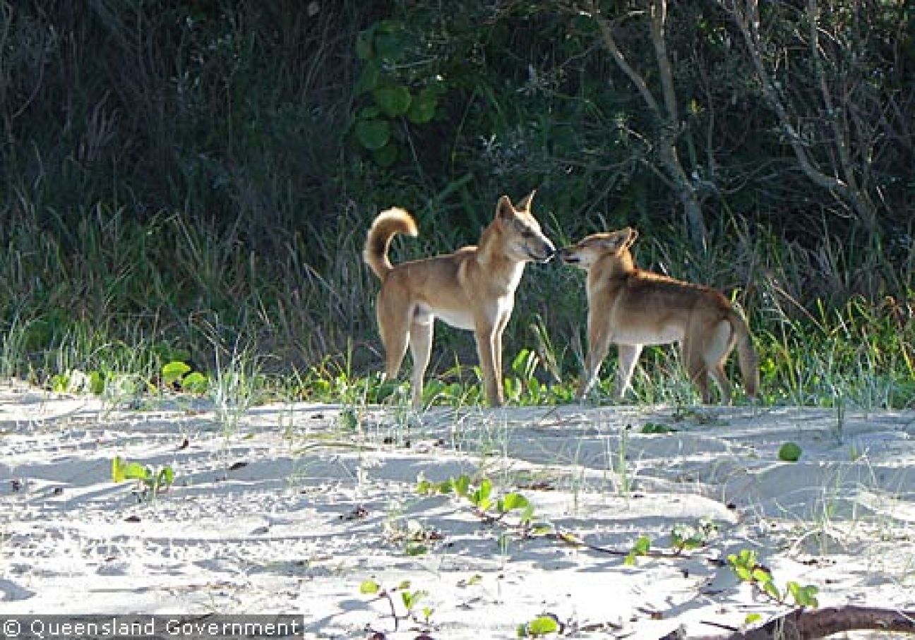 Fraser Island Dingoes June 2011
