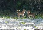 Fraser Island Dingoes June 2011