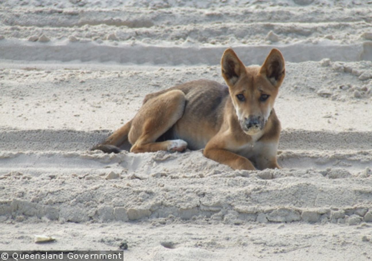 Fraser Island Dingoes
