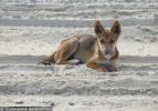 Fraser Island Dingoes