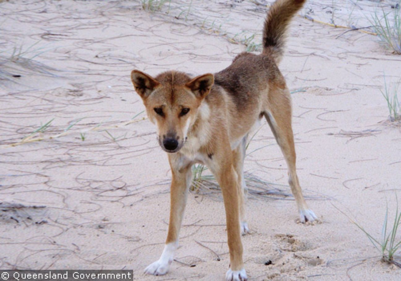 Fraser Island Dingoes