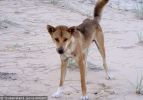 Fraser Island Dingoes