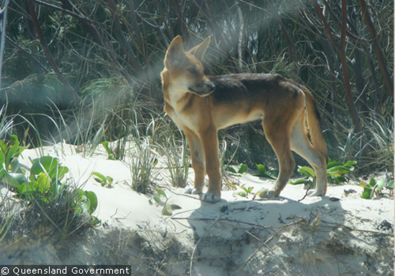 Fraser Island Dingoes