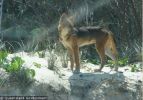 Fraser Island Dingoes