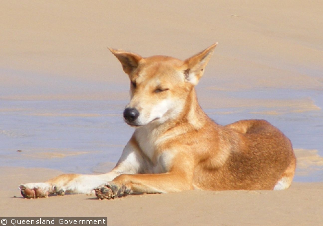 Fraser Island Dingoes