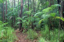 Photo of the lush forest on the Linda Garrett circuit, Mapleton National Park.