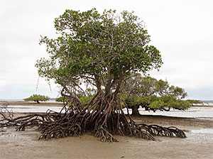 Mangrove community at Booral. 