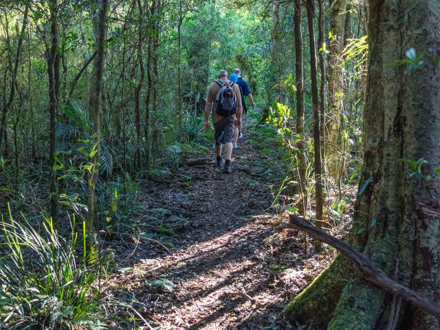 Immerse yourself in high-altitude, cool temperate rainforest.