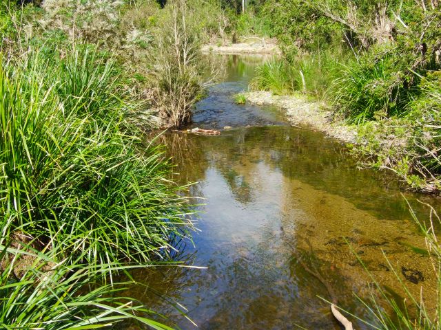 Little Yabba Creek attracts diverse birdlife.