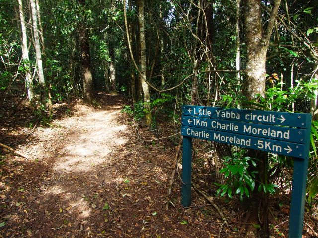 Little Yabba circuit, 1.5km return, travels through hoop pine plantation and regenerating rainforest.