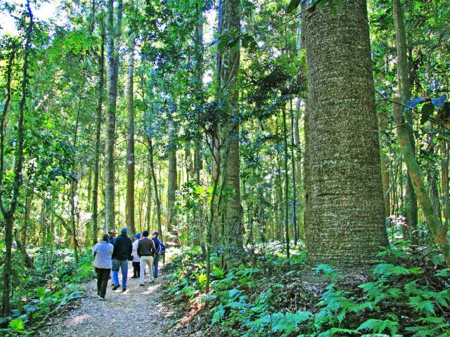 The Barker Creek circuit passes through spectacular fern-carpeted bunya pine forest.