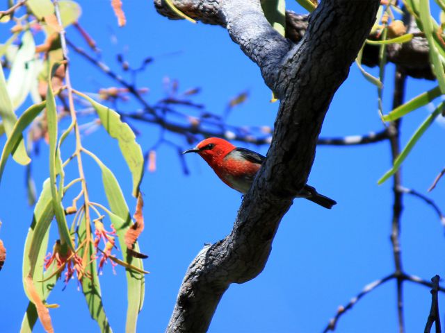 Look for scarlet honeyeaters, one of many colourful birds that may be spotted on the Alexandria Bay Walk.