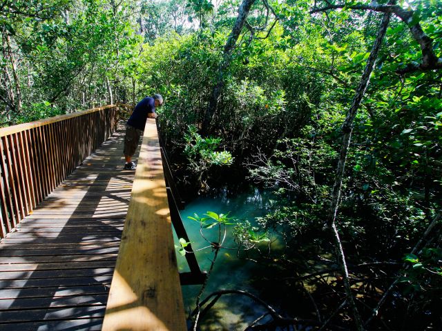 Experience both rainforest and mangrove communities on the Madja boardwalk.