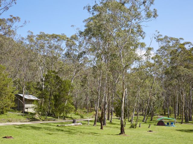 Camp under the Manna gum trees on the bank of Dalrymple Creek.
