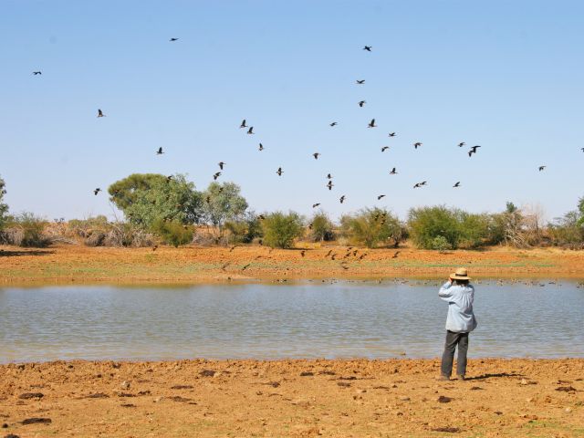 Stop and enjoy the birdlife on the Warracoota circuit drive.