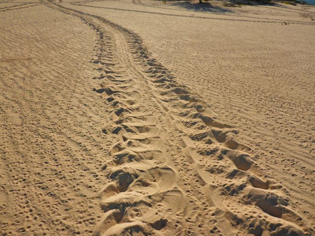 Look for turtle tracks on the beach.