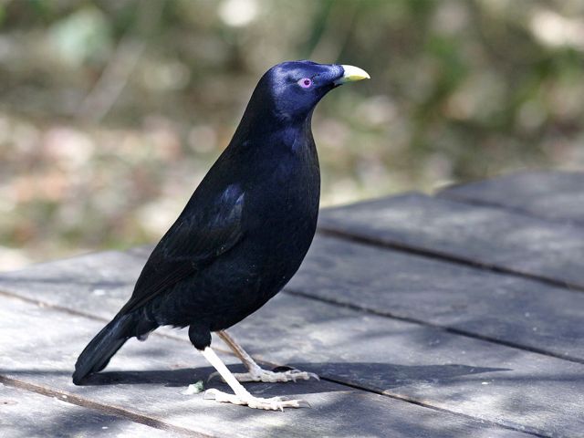 Satin bowerbirds are regularly seen at this picnic area.