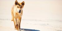 A tan adult dingo, front-on, walking on a wet sandy beach marked with tyre tracks. 
