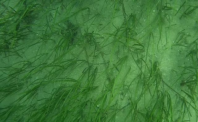Photo of seagrass Zostera muelleri