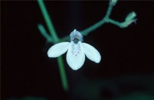 Photo of a the large herb, Rhaphidospora cavernarum