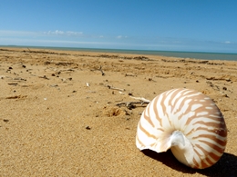 Image of a nautilus shell on a beach. The natural and cultural values of the park are inseparable.
