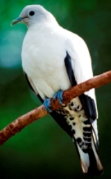 Image of a pied imperial-pigeon which may be seen and heard in the forest canopy.
