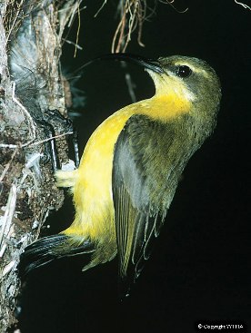 Olive-backed sunbird. 