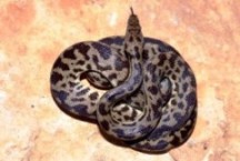 Spotted python