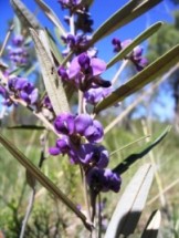 In cooler months, the national park often comes to life with the annual flowering of native plants.