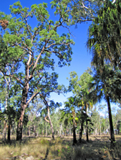Image of dawson palms and forest red gums which line the banks of Lake Murphy.